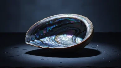 Abalone Shell