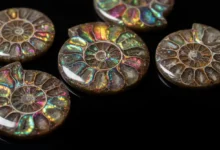 Ammolite Meaning