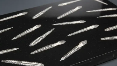 orthoceras fossil meaning