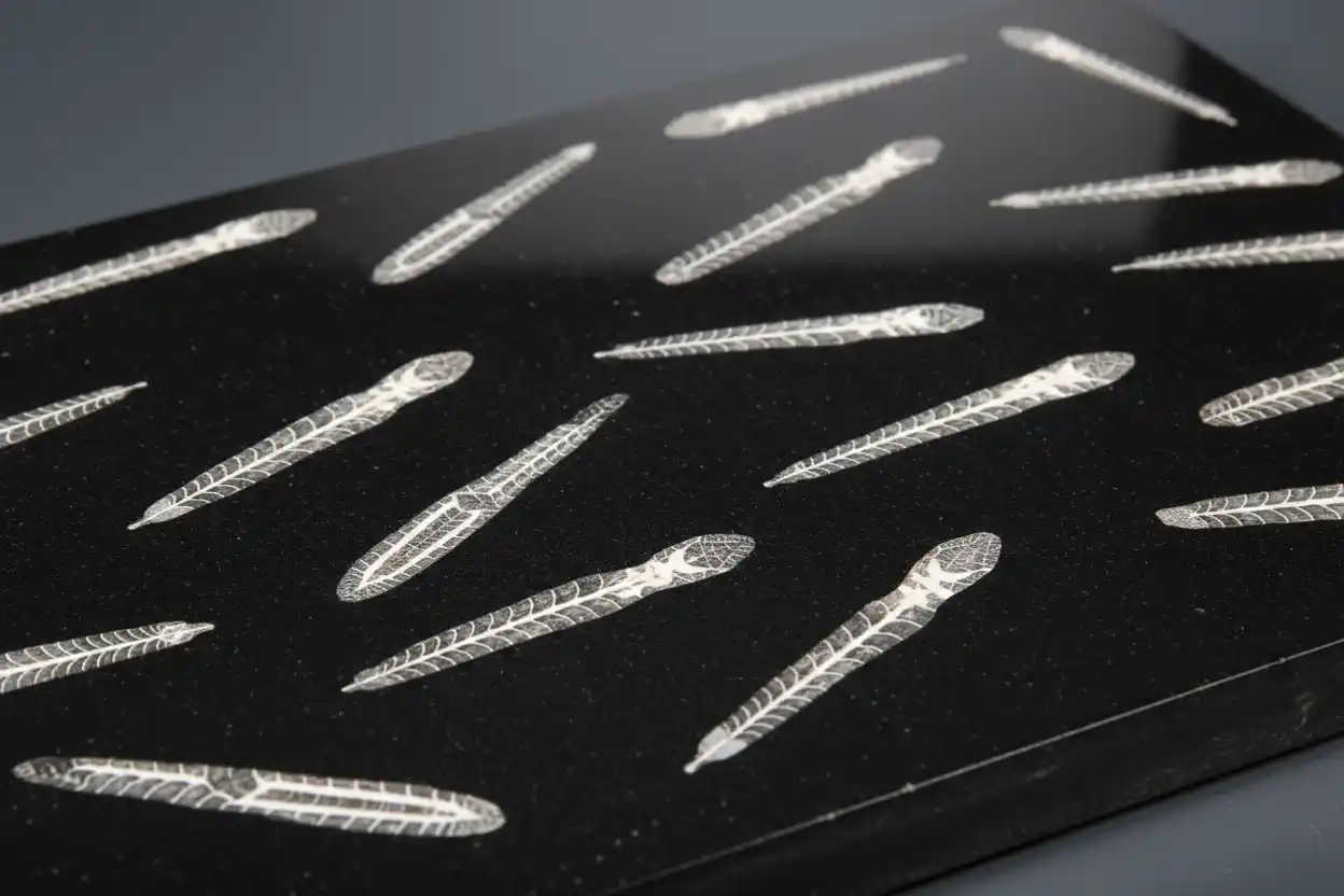 orthoceras fossil meaning
