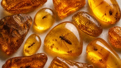 golden Baltic amber pieces, one with a small insect inclusion