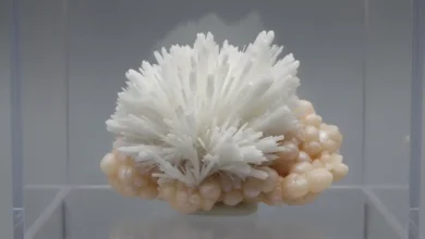 scolecite meaning