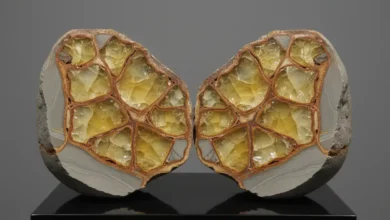 septarian meaning