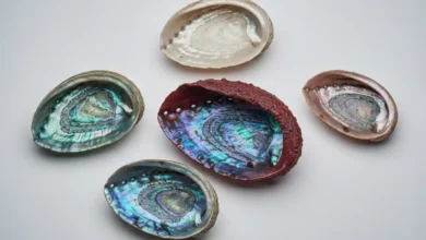 types of Abalone Shell